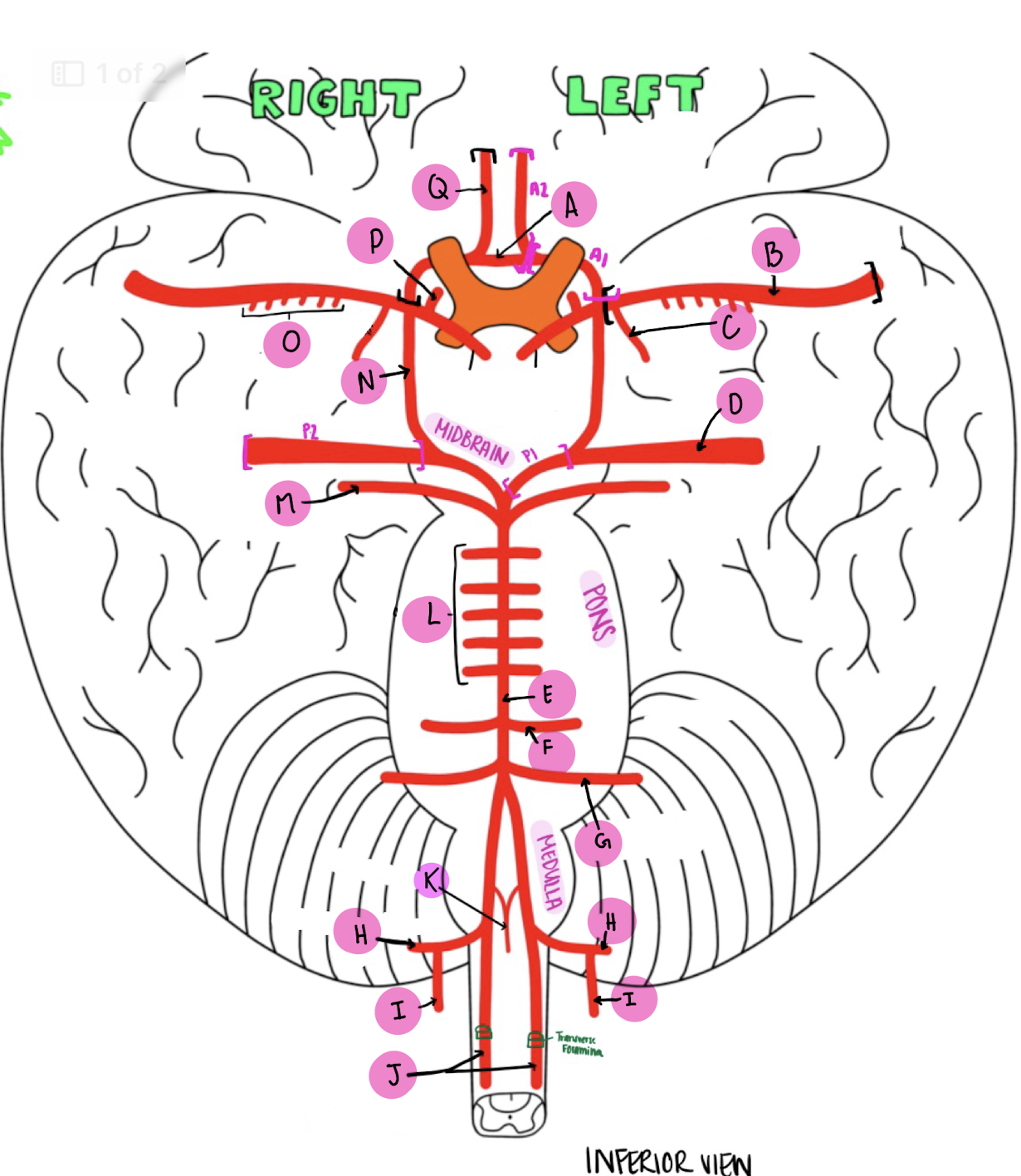 <p>What artery is labeled K?</p>