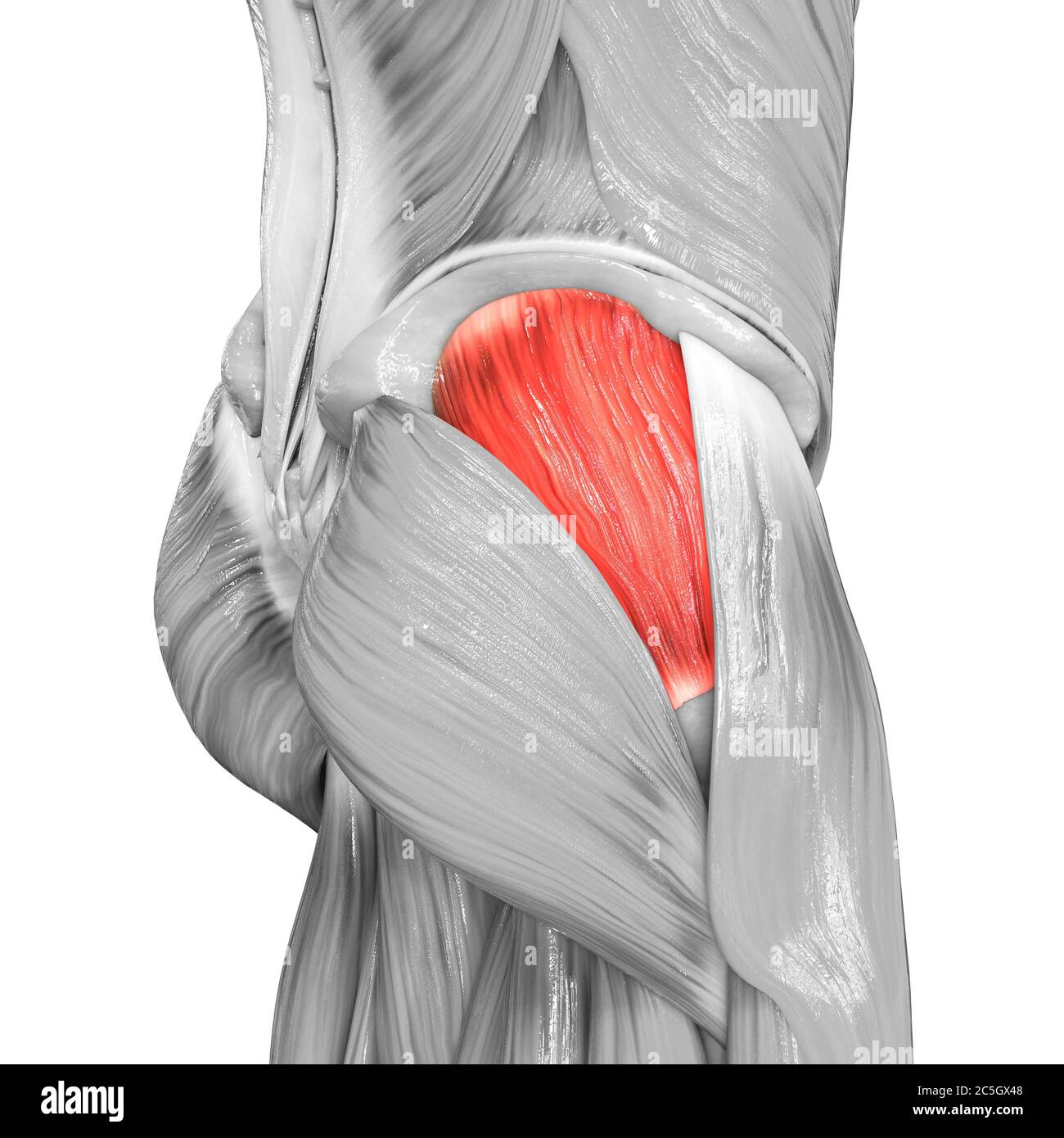 <p>Gluteus medius is a fan-shaped muscle partly under G. maximus abducts and medially rotates thigh (N. gluteus superior). ๐ Slice away the surface to reveal it between iliac crest and greater trochanter. ๐ก "Medium = move sideways."</p>