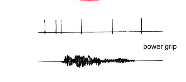 <p>What can you tell about the activity in the thumb cell from this motor map?</p>