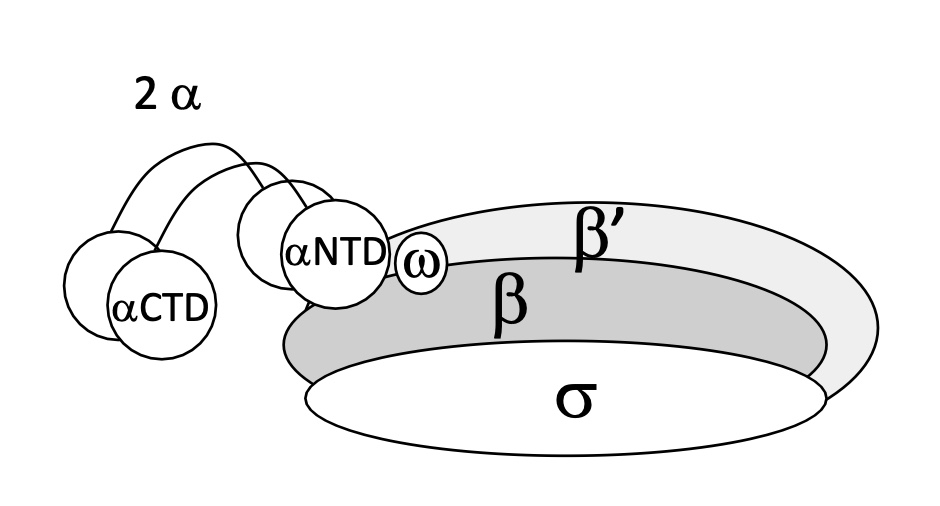 <p>To initiate the transcription as&nbsp;<span>σ sub-unit is responsible for recognising&nbsp;the consensus sequences on the promoter&nbsp;</span></p><p><span>Core enzyme + σ = Holoenzyme (6 sub-units)</span></p>