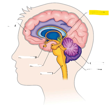 <p>Hvaða hlut i heilans er þetta?</p>