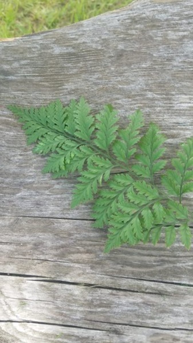 <p>Cleopatra fern</p>