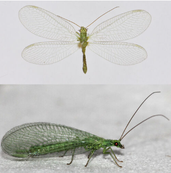 <p><span>Zeldzaam. Middelgrote, groene gaasvlieg met zeven zwarte vlekken op de kop en twee op het achterhoofd. Het eerste grote antennesegment kan soms een zwarte vlek hebben aan de binnenkant, het tweede antennesegment is zwart. Op het borststuk zijn enkele zwarte vlekken zichtbaar. De dwarsaders in het costaalveld zijn groen met een zwart uiteinde. Daarnaast zijn er aan de zijkant van het borststuk zwarte suturen zichtbaar.</span></p>