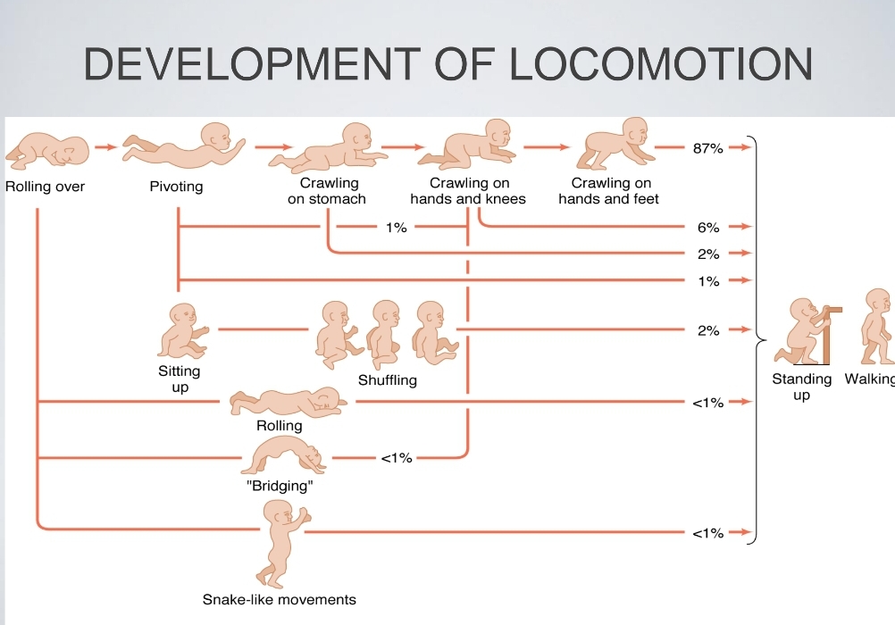 <p>Locomotion</p>