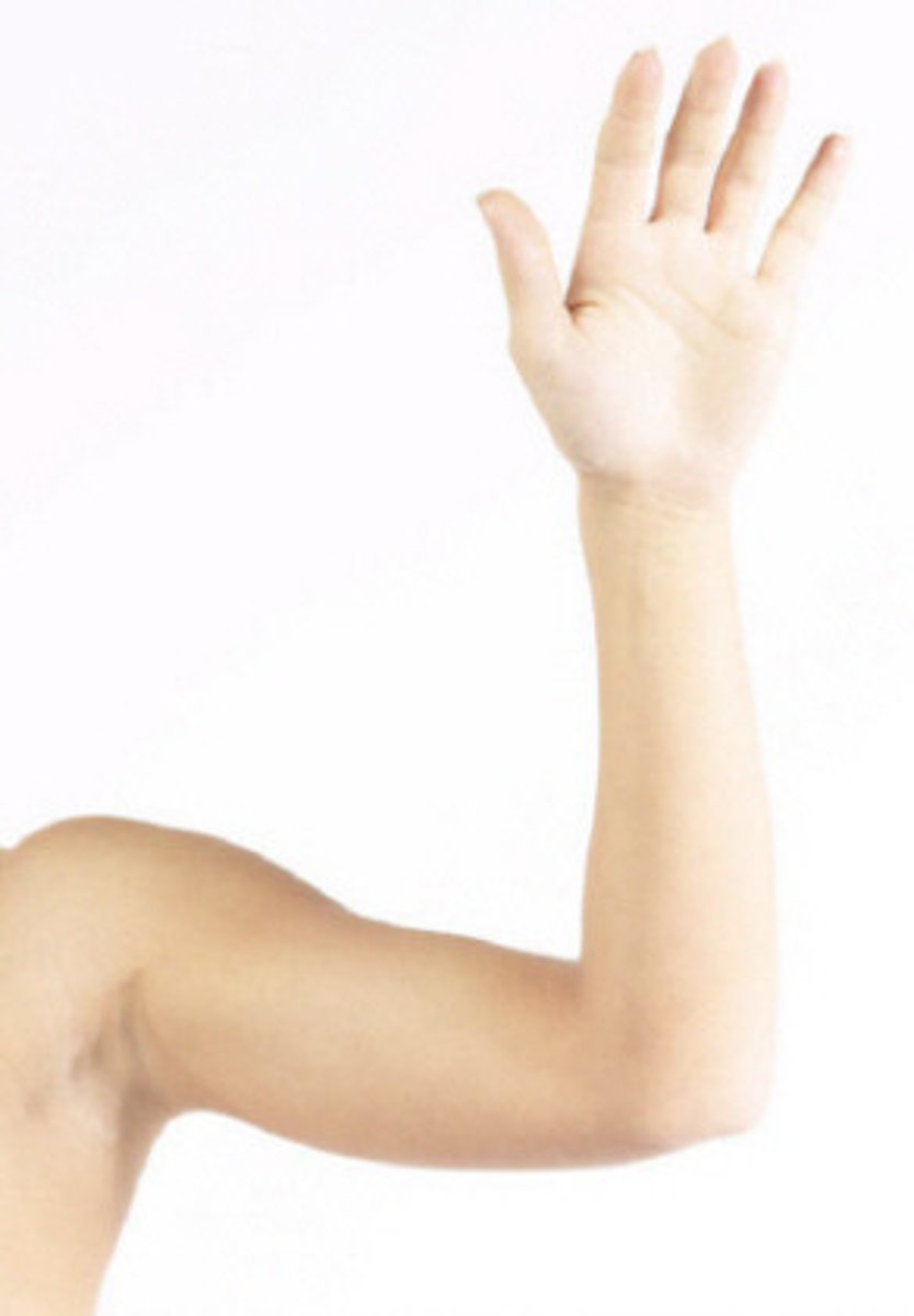 <p>The upper limbs are subdivided into which subregions</p>
