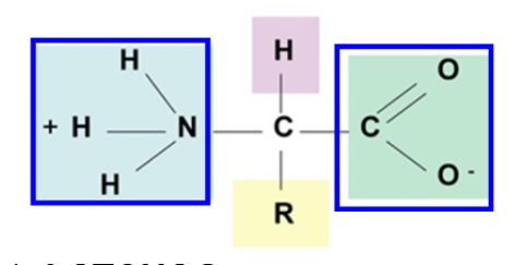 <p><span>At physiological pH (pH 7.4), amino acids are dipolar ions (always charged)</span></p><ul><li><p><span>Amino group is protonated (-NH<sub>3</sub><sup>+</sup>)</span></p></li><li><p><span>Carboxyl group is unprotonated (-COO<sup>-</sup>)</span></p></li></ul><p></p>