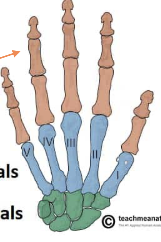 <p>Proximal</p><p>Middle</p><p>Distal</p>
