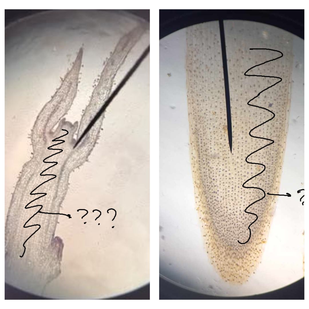 <p><span>part of the primary meristem; gives rise to the cortex (ground tissue)</span></p>