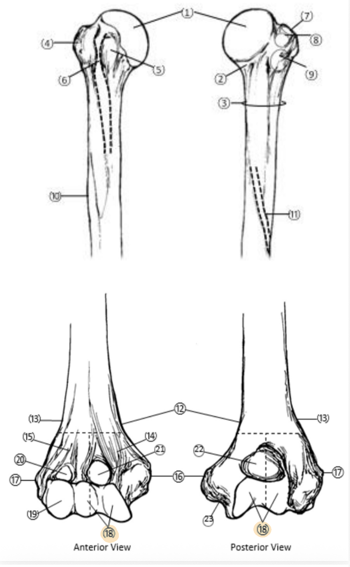 <p>On the Distal end of the Humerus, which part is highlighted (18)?</p>