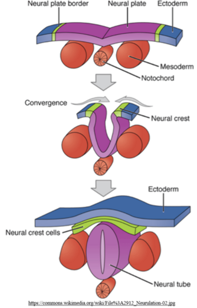 <p>ectodermal</p><p>(the neural tube is made from ectoderm)</p>