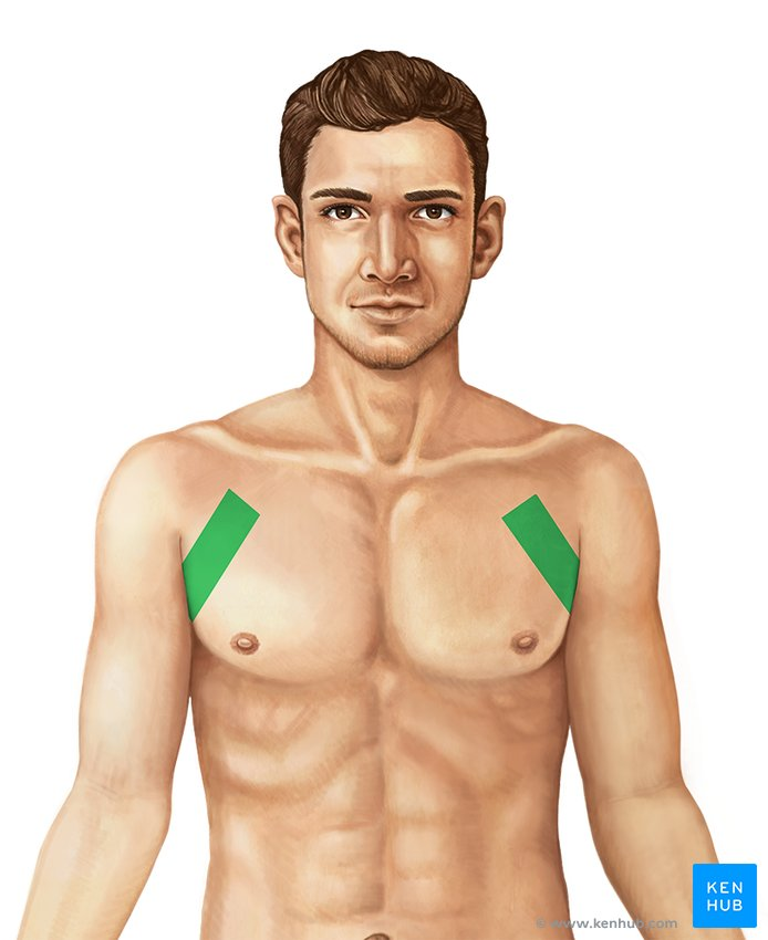 <p>Armpit region.</p>
