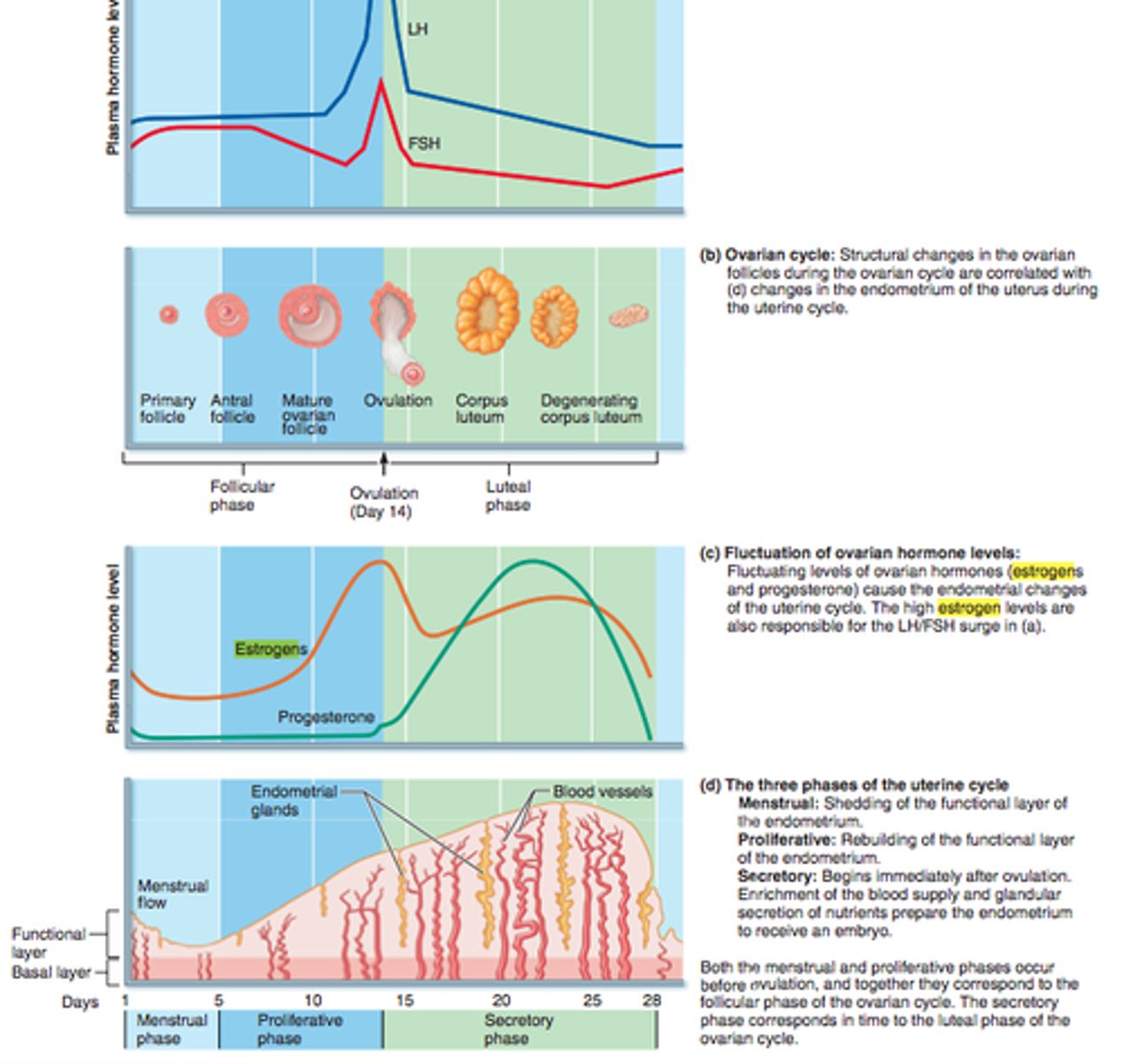 <p>extends from the beginning of menstruation until ovulation</p><p>a. Day 1 to day 14 of an average cycle</p><p>b. Preovulatory phase: from the end of menstruation until ovulation</p><p>c. Most variable part of the cycle; seldom possible to reliably predict the date of ovulation</p><p>d. Preparation for the follicular phase begins almost 2 months earlier</p><p>-Shortly after ovulation a new cohort of preantral follicles descends from the cortex deeper into the ovary</p><p>-Begins to grow and each develops an antrum</p><p>-Selection window of 5 days in which one of them is selected as the dominant follicle to mature and ultimately ovulate in the next cycle</p><p>-FSH stimulates continued growth of the cohort, but the dominant follicle above all</p><p>-FSH stimulates the granulosa cells of the antral follicles to secrete estradiol</p><p>-Dominant follicle becomes more sensitive to FSH and LH</p><p>-Grows and becomes mature (graafian) follicle while others degenerate</p>