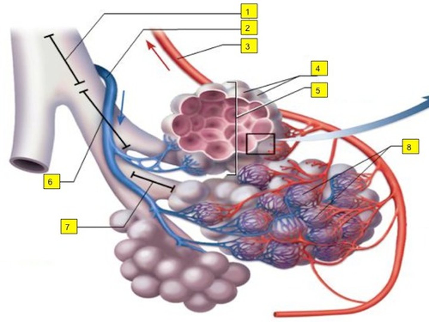 <p>7</p><p>Final part of the conducting zone leading to alveolar sac</p>