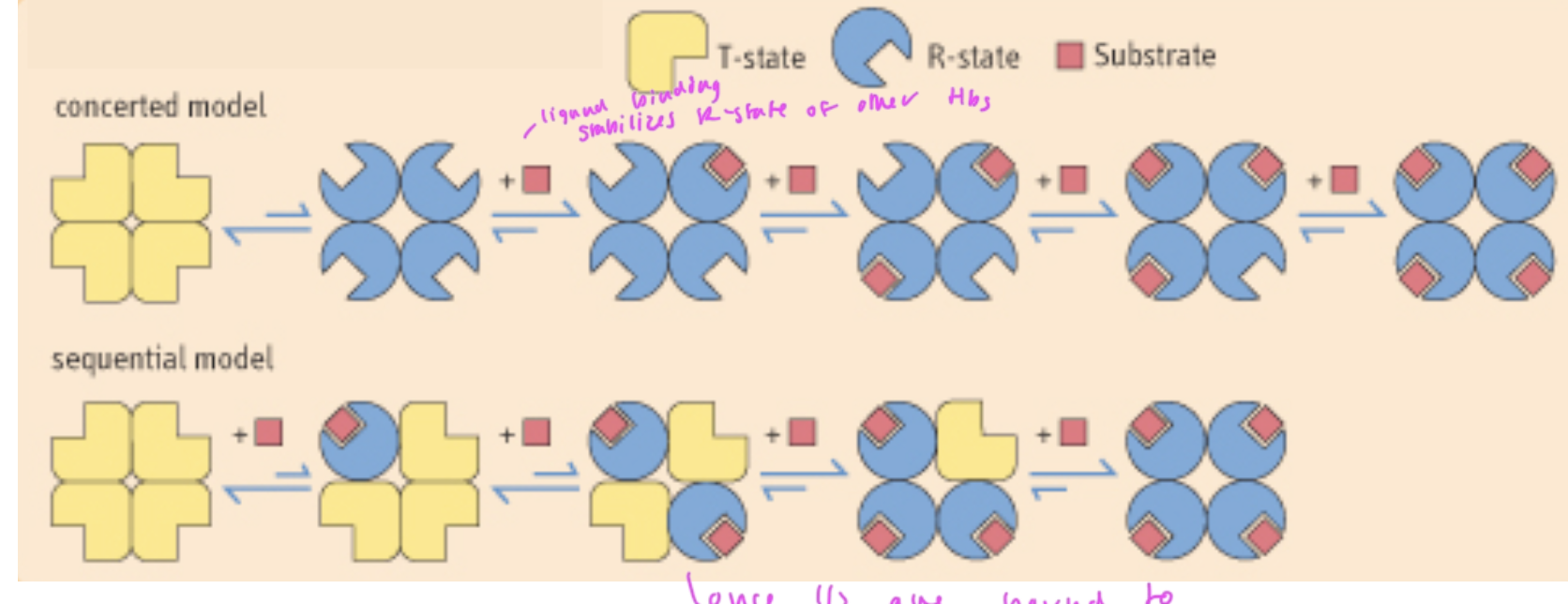 <p>concerted model: when all subunits must be in the same state, so once one subunit gets O2 and goes to R state, the rest go to R state and the binding of O2 to these following subunits is now favorable</p><p>sequential model: when one subunit changes state at a time, so when one subunit binds O2, it goes R and once ½ of the total subunits have O2 bound, it is now favorable for the rest to go R and gain O2</p><ul><li><p>in each model, each subunit that changes makes it easier for the next subunit to change</p></li><li><p>scientists do not know which model is actually correct for Hb</p></li></ul><p></p>