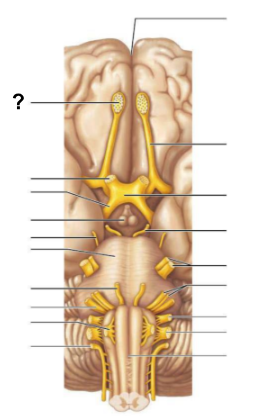 <p>The __________ is responsible for <strong>processing olfactory (smell) signals</strong> before <strong>sending them deeper into the brain</strong></p>