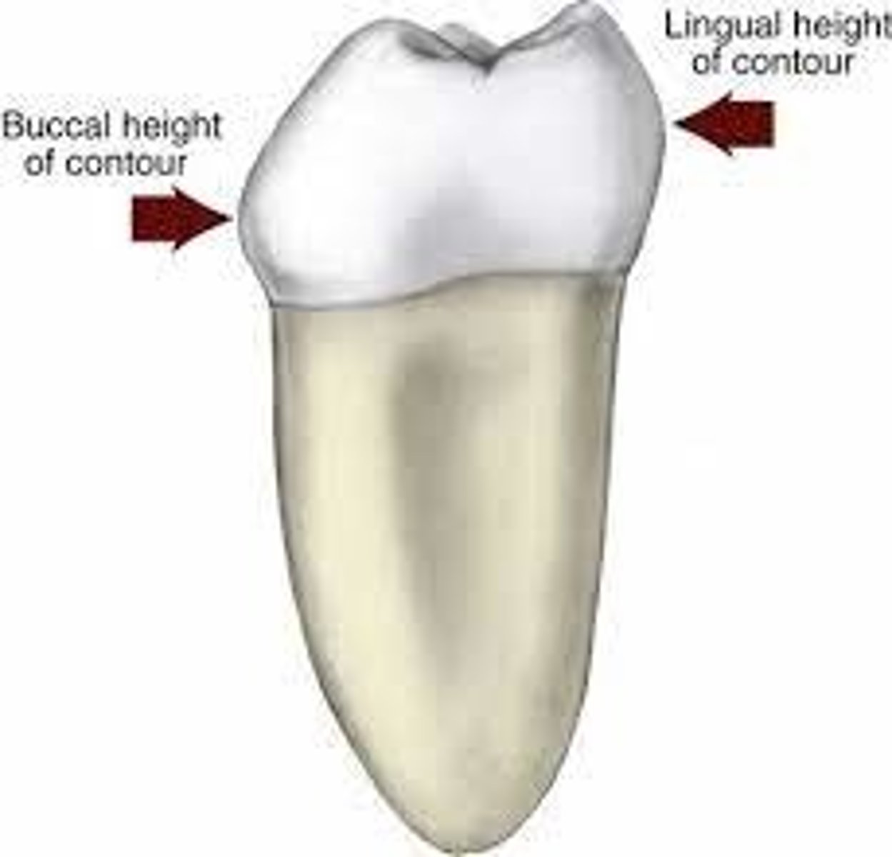 <p>-lingual anterior cervical third</p><p>-posterior in middle third</p>