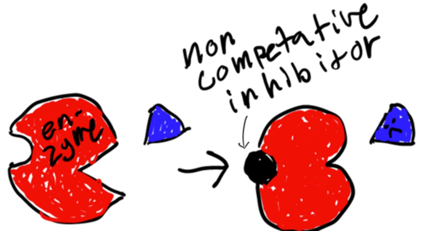 <p>A noncompetitive inhibitor will bind to the enzyme's allosteric site and the active site will change shape, so the enzyme will not function anymore </p>