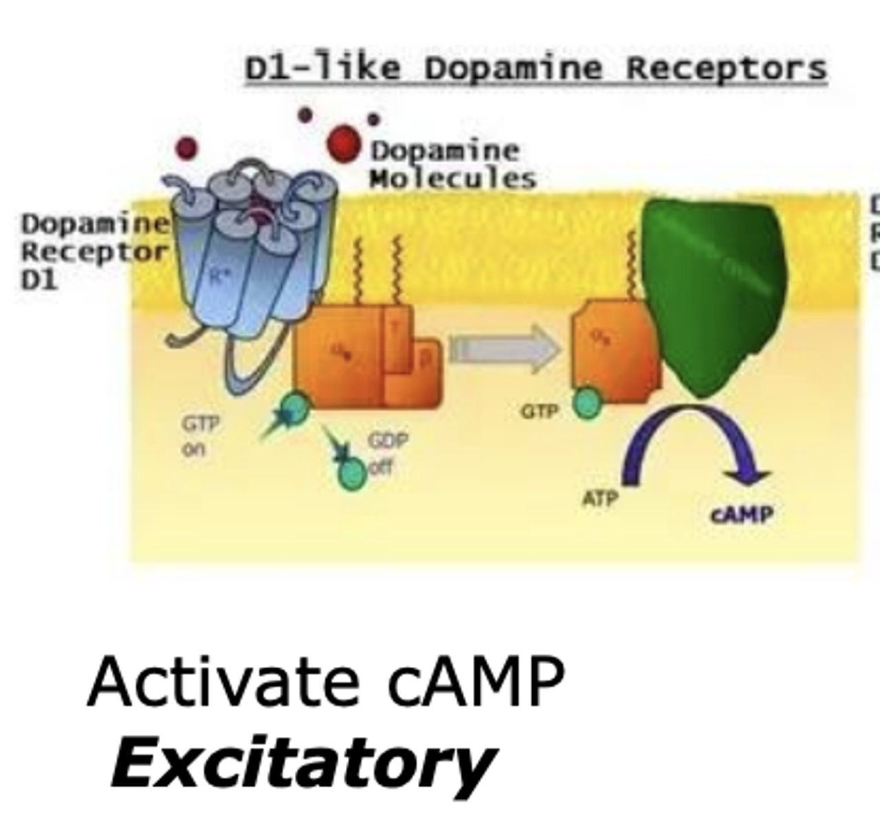 <p>D1-like dopamine receptor</p><p>- excitatory </p>