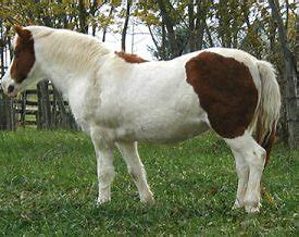 <ul><li><p>obvious crease down back </p></li><li><p>patchy fat appearing over ribs</p></li><li><p>bulging fat around tailhead, around withers, behind shoulders, and along neck</p></li><li><p>fat along inner buttocks</p></li><li><p>flank filled and flush</p></li></ul><p></p>
