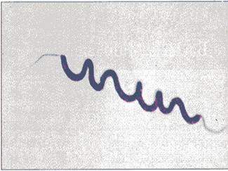 <p>single flagellum at each end</p>