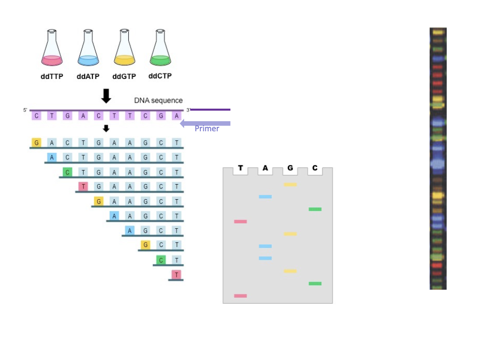 <ul><li><p class="Paragraph SCXO157879703 BCX4" style="text-align: left;"><span style="background-color: inherit; line-height: 19.55px; color: windowtext;"><span>Need a primer</span></span><span style="line-height: 19.55px; color: windowtext;"><span>&nbsp;</span></span></p></li><li><p class="Paragraph SCXO157879703 BCX4" style="text-align: left;"><span style="background-color: inherit; line-height: 19.55px; color: windowtext;"><span>Run on a polyacrylamide gel</span></span><span style="line-height: 19.55px; color: windowtext;"><span>&nbsp;</span></span></p></li><li><p class="Paragraph SCXO157879703 BCX4" style="text-align: left;"><span style="background-color: inherit; line-height: 19.55px; color: windowtext;"><span>Shortest DNA fragments run faster</span></span><span style="line-height: 19.55px; color: windowtext;"><span>&nbsp;</span></span></p><ul><li><p class="Paragraph SCXO157879703 BCX4" style="text-align: left;"><span style="background-color: inherit; line-height: 19.55px; color: windowtext;"><span>Will be at the bottom</span></span><span style="line-height: 19.55px; color: windowtext;"><span>&nbsp;</span></span></p></li></ul></li></ul><p></p>