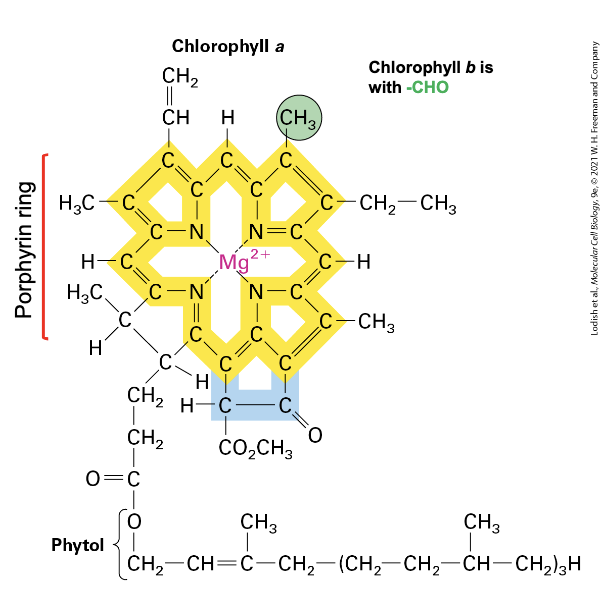 <ul><li><p>photosynthetic pigment that absorbs light energy</p></li><li><p>has porphyrin ring structure → central ion is Mg<sup>2+</sup>, has <strong>hydrophobic</strong> tail</p></li><li><p>extensive system of conjugated double bonds around Mg<sup>2+</sup> where e<sup>-</sup> move</p></li><li><p>when light (photon) strikes it → excites e<sup>-</sup> → they <strong>delocalize</strong> over bonds surrounding Mg<sup>2+</sup></p><ul><li><p>excited state is <strong>unstable</strong></p></li><li><p>excitation energy can be lost in 3 ways:</p><ol><li><p>as heat + fluorescence</p></li><li><p>transferred to neighboring pigments through resonance energy transfer</p></li><li><p>eject and transfer e<sup>-</sup> w/ high energy to a nearby e<sup>-</sup> <strong>acceptor</strong> → ground state achieved by acquisition of <strong>low</strong> energy e<sup>-</sup> from nearby e<sup>-</sup> <strong>donor</strong></p></li></ol></li></ul></li><li><p>look green because mainly blue and red wavelengths of visible light are <strong>absorbed</strong> while green is <strong>reflected</strong></p></li><li><p>largely found in <strong>thylakoid membrane</strong> in photosystems</p></li></ul><p></p>
