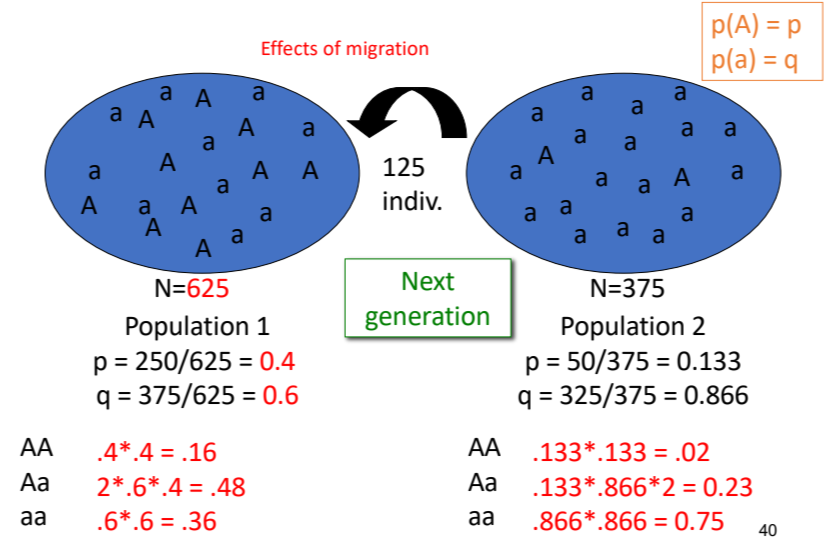 <p>migration between populations with different allele frequencies will alter the allele and genotypic frequencies of both populations</p>