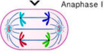 <ul><li><p>homologous pairs separate</p></li><li><p>chromosomes move to opposite poles</p></li><li><p>sister chromatins remain attached at the centromere and move to opposite poles</p></li></ul><p></p>