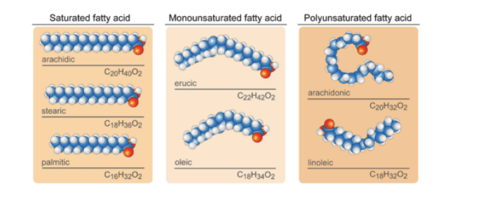<p>lipids with saturated fatty acids have <strong>higher energy density</strong> than unsaturated fatty acids</p><ul><li><p>straight chains can be packed together very <strong>tightly</strong> → allowing them to store energy in a compact form</p></li><li><p>lipids with saturated fatty acids = solid at room temp (fats)</p></li><li><p>lipids with unsaturated fatty acids = liquid at room temp (oils)</p></li></ul><p></p>