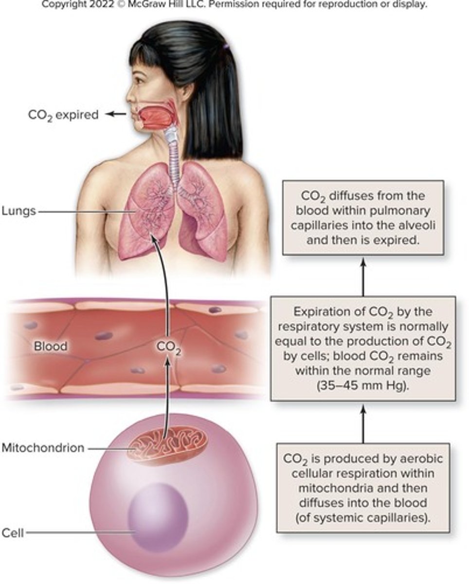 <p>Carbonic acid formed from CO2 and water.</p>