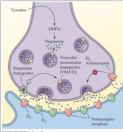 <p>via autoreceptors </p><p>terminal receptors: reduce amount of Ca2+ that enters the terminal and increases opening of K+ channels causing hyperpolarization</p><p>somatodendritic autoreceptors: reduce cell firing rate </p>