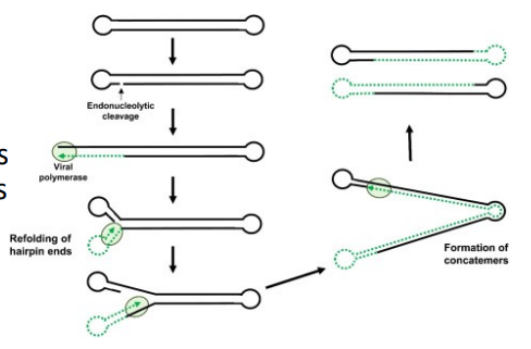 * Binds receptors and enters by membrane fusion 
  * The double stranded DNA is nicked and the polymerase templates toward the fused end 
  * The ends then separate to form the loops and the polymerase templates both sides of the DNA until it gets to the other fused end 
    * Effectively a giant replication fork 
  * This forms concatamers that are then resolved


* Remains in the cytoplasm despite being a DNA virus 