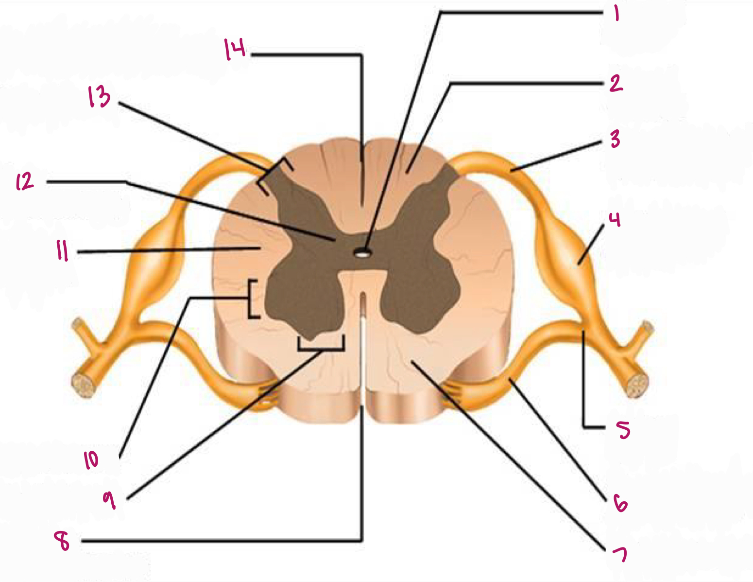 <p>Label figure 11.</p>