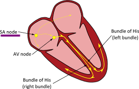 * The __SA node__ located at the top wall of the right atria is __stimulated by electrical impulses from the brain__ and causes both atria to contract.