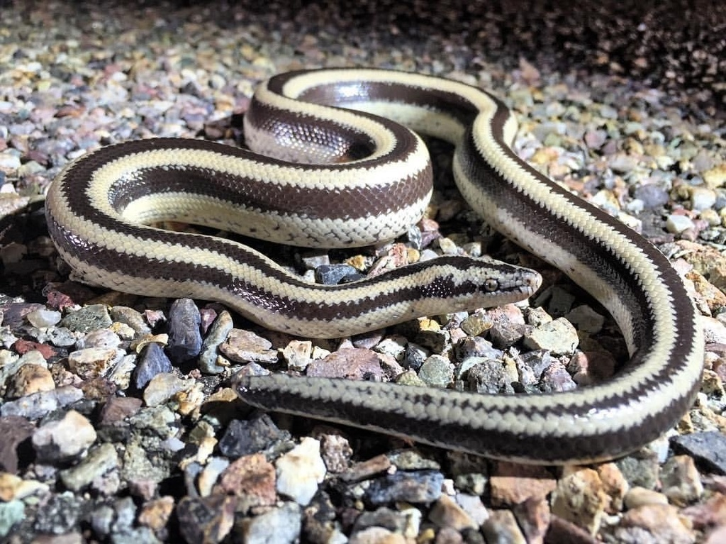 <p>rosy boa</p>