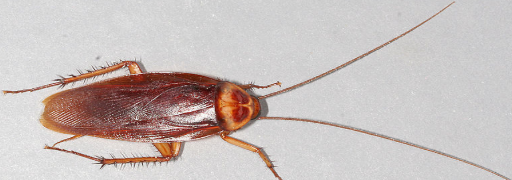 <p>lighter colors on thorax</p>