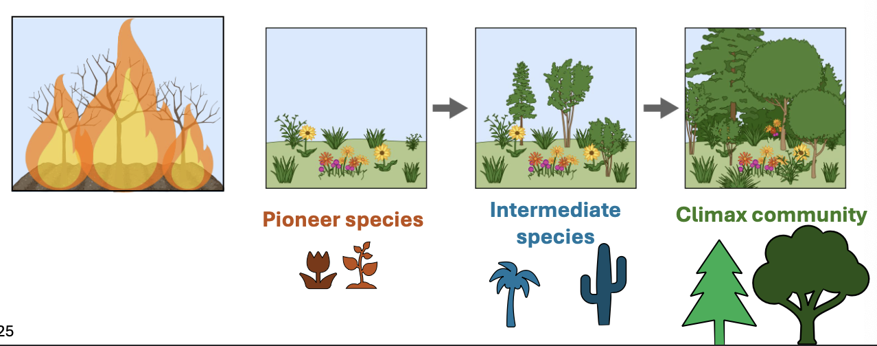 <p><span>The changing sequence of species that occupy a site after a disturbance.</span></p>