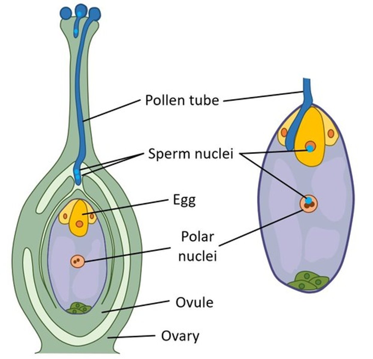 <p>Pollination is the transfer of pollen from the anther to the stigma of the same or another flower.</p>