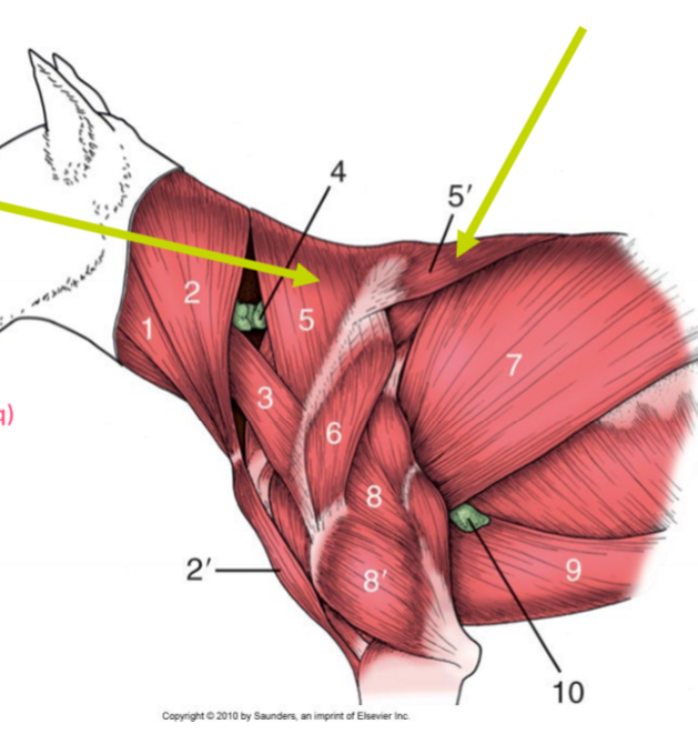 <p>Vilken muskel, <br>O (pars cervicis, ca) <br>O (pars cervicis, eq) <br>O (pars thoracica, eq)<br>I</p>