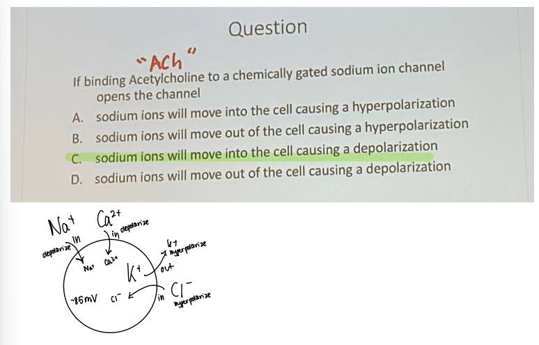 <p>If binding acetylcholine to a chemically gated sodium ion channel opens the channel, sodium ions will move into the cell causing a _____ (depolarization or hyperpolarization)?</p>
