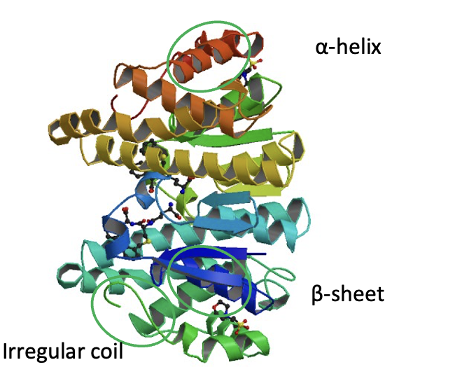 <p>Cytosolic, microsomal, mitochondria enzymes</p><p></p><p>for drug metabolism</p>