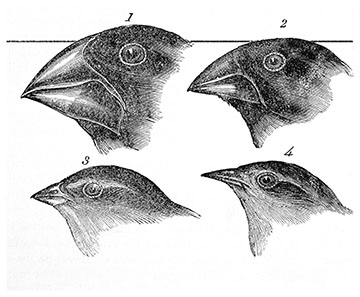 <p><span style="font-family: Lato Extended, Lato, Helvetica Neue, Helvetica, Arial, sans-serif; color: rgb(45, 59, 69)">This animal was instrumental to Linnaeus’s creation of binomial nomenclature.</span></p>