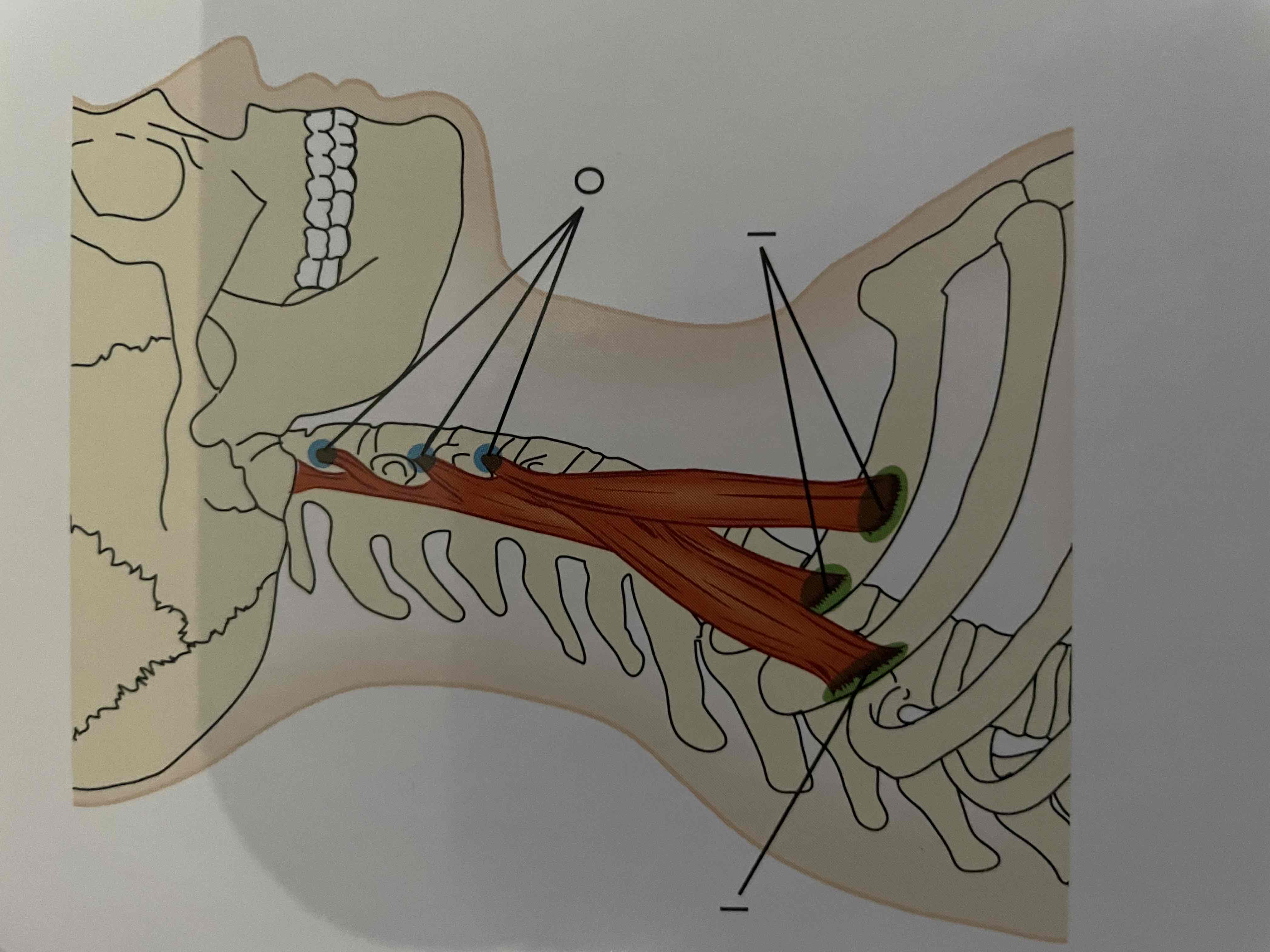 <p>Scalenes O</p>
