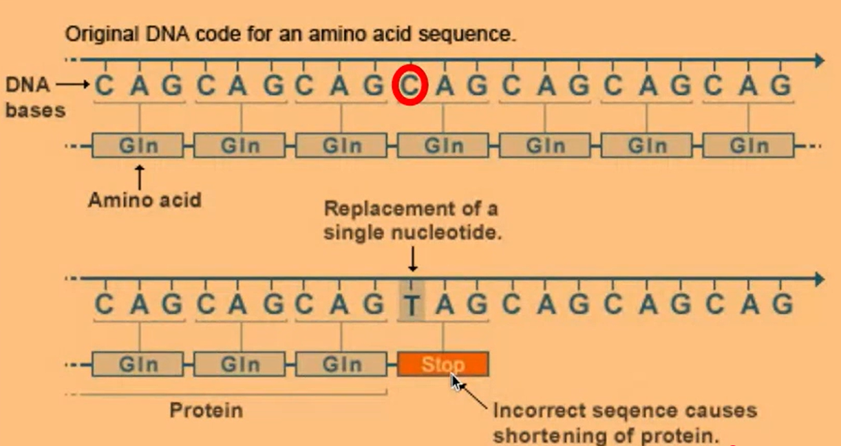 <p>-codon becomes a stop codon</p><p>-translation is stopped early</p><p>-produces a shorter polypeptide chain </p>