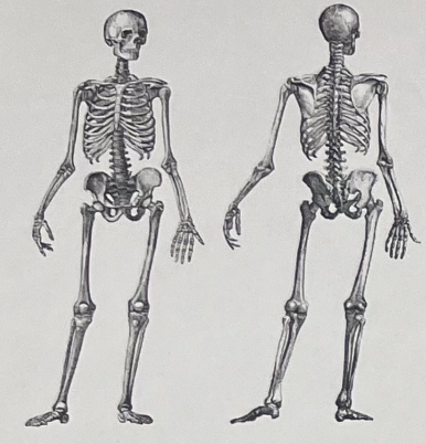<p>What characteristics demonstrate the bipedality of this skeleton? What is the genus and species of this primate?</p>