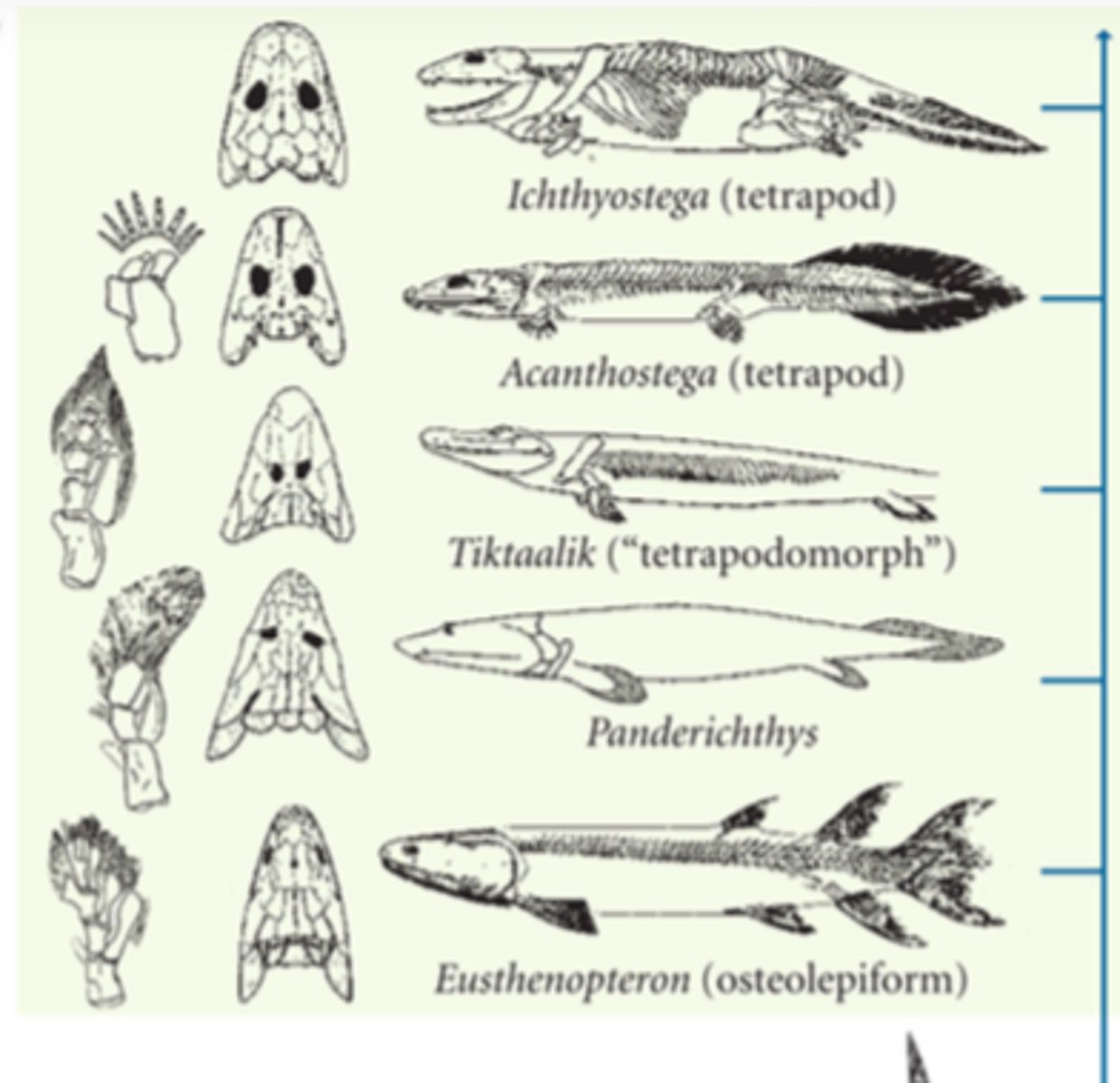 <p>Fossils (remains of organisms from millions of years ago) can prove evolution as scientists can see how organisms have changed. This shows how organisms evolved and then had differing bodies so that they look like the modern versions.</p>