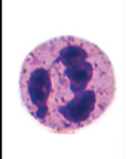 <p>What is the function of neutrophils?</p>