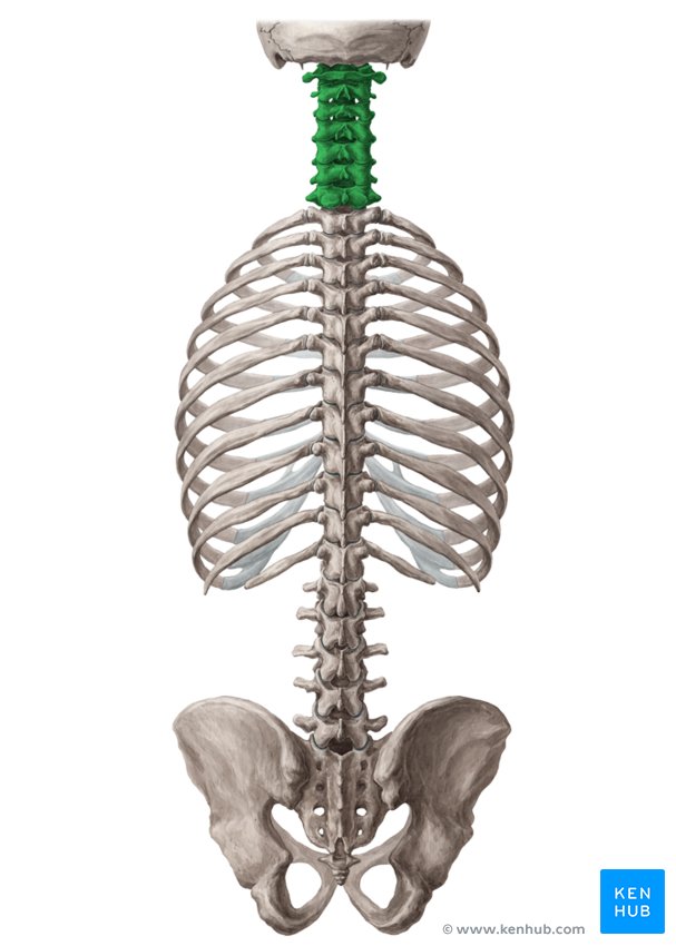 <p>palpation</p>