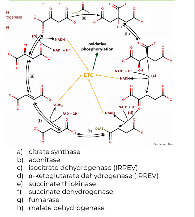 <p><span style="color: red"><strong>2 H2O</strong></span>(citrate synthase, fumarase)</p><ul><li><p><strong>(a)</strong>: One water molecule is added whe<strong>n acetyl-CoA combines with oxaloacetate</strong> to form citrate.</p></li><li><p><strong>(g)</strong>: Another water molecule is consumed during the conversion of<strong> fumarate to malate</strong></p></li></ul><p><span style="color: red"><strong>CoASH</strong></span> (a-ketoglutarate dehydrogenase)</p><ul><li><p><strong>CoASH</strong> is released during the conversion of <strong>α-ketoglutarate to succinyl-CoA </strong>and is also involved in<strong> forming acetyl-CoA </strong>before the cycle begins.</p></li></ul><p><span style="color: red"><strong>GDP+Pi</strong></span><strong> </strong>(succinate thiokinase)</p><ul><li><p>In the conversion of <strong>succinyl-CoA to succinate,</strong> GDP and Pi (inorganic phosphate)<strong> </strong>are used t<strong>o generate</strong><span style="color: green"> <strong>GTP</strong></span> (which is energetically equivalent to ATP).</p></li></ul><p></p>