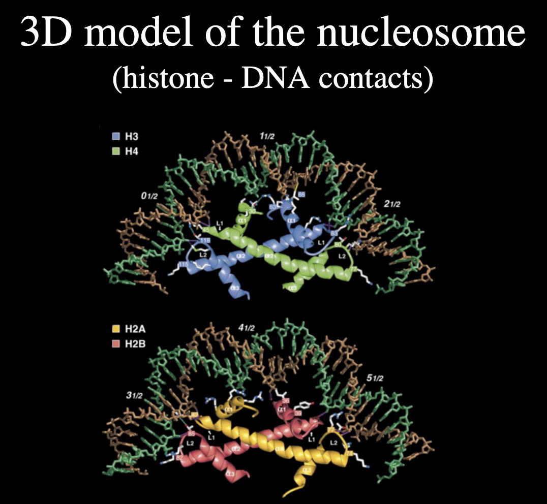 <ul><li><p>similar to the contacts being made between p150 and the histone</p></li></ul><p></p>